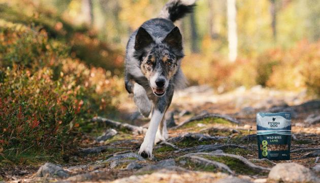 PrimaDog hund springer stigar i skogen med hundgodis förpackningsbild för de perfekta vandringssnacksen